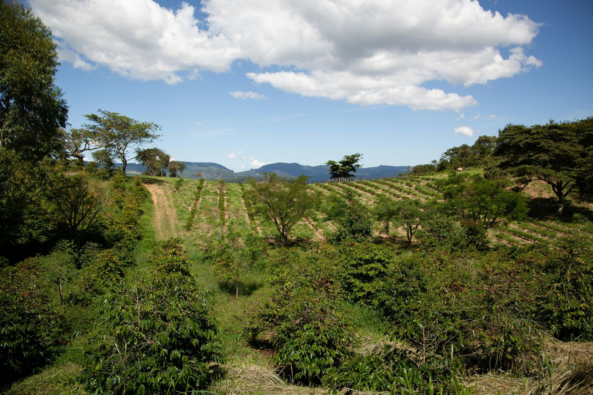 Agroforestry - trees planted around and between agricultural land